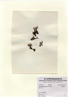 藏品(扁龍鬚菜)的圖片